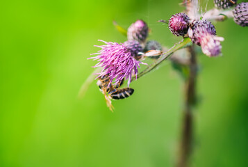 Wasp on the flower. Insect collects honey. 