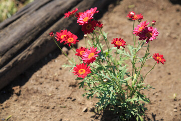 Pink and red flowers grow on the sand on a sunny summer day.