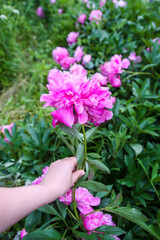 Pink peony flower in  a hand. 