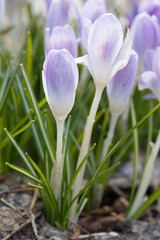 Delicate lilac crocus flowers on a spring sunny day.