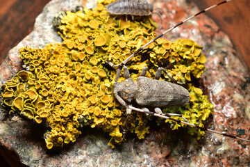 A gray barbel beetle sits on a stone.