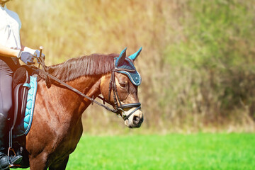 Fototapeta premium Reitpony | Reitpferd