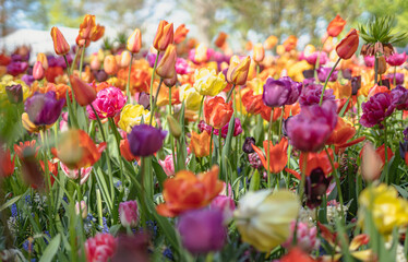 Pole pełne kolorowych tulipanów. Tło w wiosenne kwiaty.
