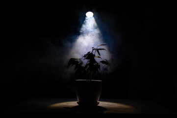 Smoke on a ficus in a pot on a black background. 