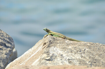A lizard resting on a rock