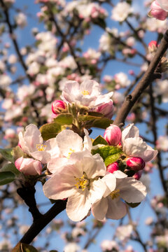 Blüte und Knospe Apfelbaum im Frühling mit Vignette und Bokeh