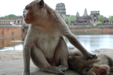 monkey in front of angkor wat temple in cambodia - obrazy, fototapety, plakaty