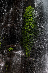 Tropical waterfall - streams and splashes of water in sunbeams on wet brown rock with lush green foliage of plant, closeup, texture, vertical. Indonesian rainforest on Bali.