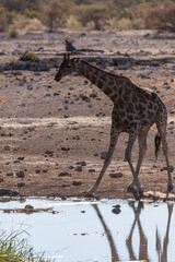 Backlit image of one Angolan Giraffe - Giraffa giraffa angolensis- is drinking from a waterhole in Etosha National Park. Giraffes are the most vulnerable when drinking.