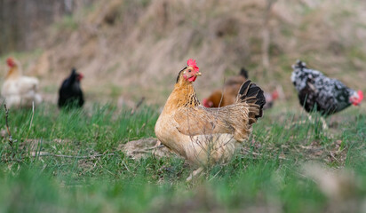 Chickens roam the garden.