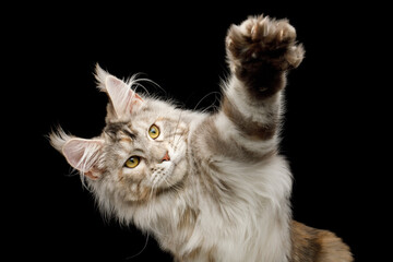 Playful maine coon cat reaching paw on Isolated black background