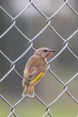 Rufous-throated Honeyeater in Queensland Australia