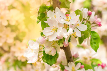 White blossoming apple trees in sunlight.Spring season.Toned