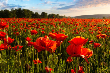 field of blooming corn poppy at sunset. wonderful summer landscape of carpathian mountains in evening light. beautiful nature background with red flowers - Powered by Adobe