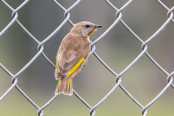 Rufous-throated Honeyeater in Queensland Australia
