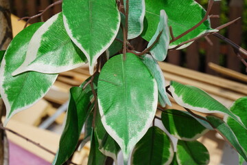 Grüne Blätter am Kunstbaum