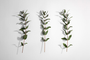 Eucalyptus branches with fresh green leaves on white background, top view