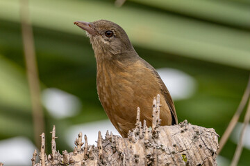 Rufous Shrike Thrush in Queensland Australia