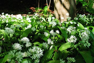 The dainty white flowers of wild garlic in bloom.