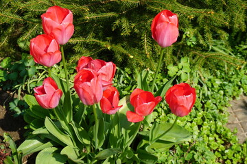Fototapeta na wymiar Rote Tulpen im Garten bei Sonnenschein im Frühling