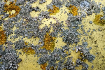 Gelbe Metallfläche bedeckt mit grauem und braunem Moss 