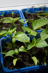 Gardening concept. Green sprouts of seedlings grown from seeds. Seedlings of pepper in a pot with soil