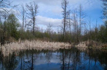 Landscape of a spring landscape in a swamp.