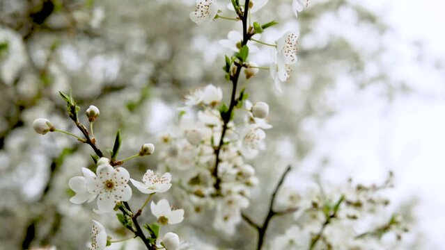 blossoming branch of white cherry sways in the wind on a cloudy day