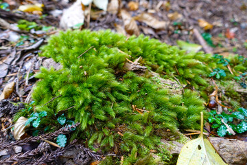 Kurama Temple in Kurama, Kyoto, Japan
