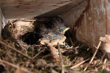 struppiges kleines rotkehlchen im nest