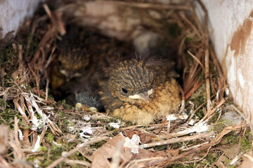 rotkehlchen junge im nest