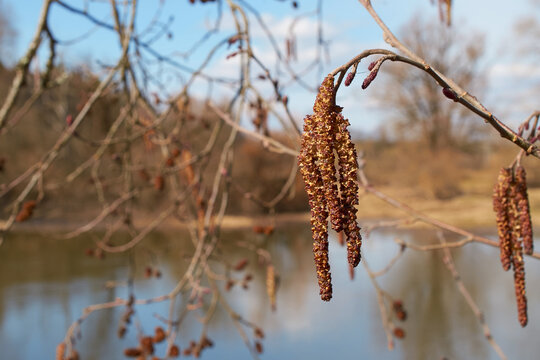 Alnus glutinosa. Inflorescences of black alder on the background of the river