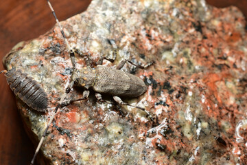A woodcutter beetle with a long mustache and a wood lice are sitting on a granite stone.
