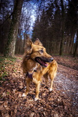 Chien croisé en forêt