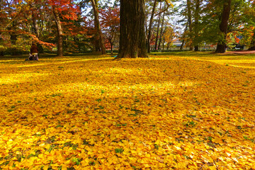 Kyoto Gyoen National Garden, Imperial Palace in Kyoto, Japan