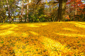 Plakat Kyoto Gyoen National Garden, Imperial Palace in Kyoto, Japan
