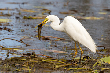 Intermediate or Plumed Egret in Queensland Australia
