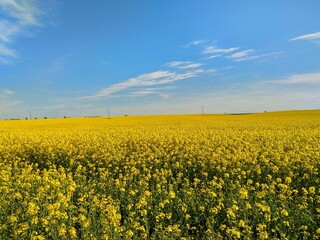 Obraz premium yellow field and blue sky