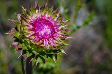 flower of a thistle