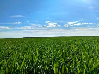 wide green field in the blue sky