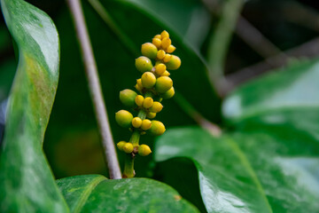 A close look at the green Gnetum gnemon fruit