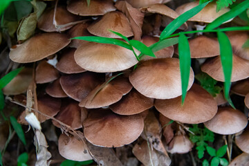 mushrooms in the forest