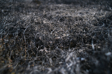 Macro of burnt grass. Burnt grass texture. 