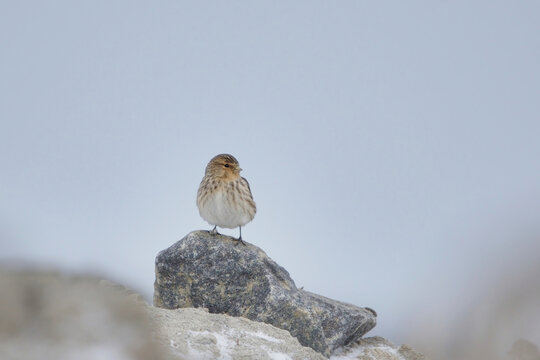 Twite (Linaria flavirostris) sitting on a rock in early spring.
