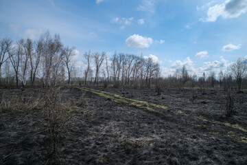 Landscape with scorched grass. 