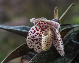 Closeup side view of ivory white with purple red spots flower of lady slipper orchid species paphiopedilum bellatulum isolated outdoors on natural background