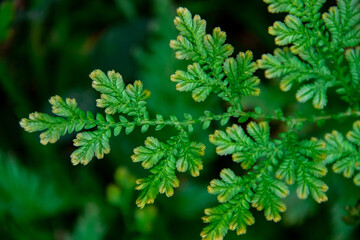 close up of green needles