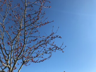 분홍색 꽃 