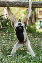 Gibbon in the Zoo in Thailand