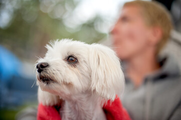 Portrait of cute white Maltese dog resting and enjoying garden